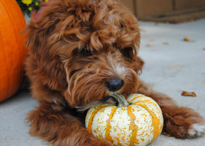 Pumpkin For Dogs - The Ultimate Guide