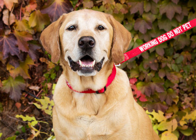 Embroidered Awareness Dog Leashes