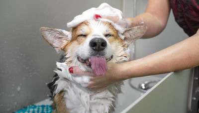 Do it Yourself Dog Grooming Guide