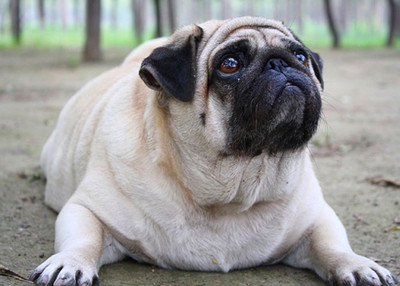 How to Help a Dog Lose Weight – 5 Tips