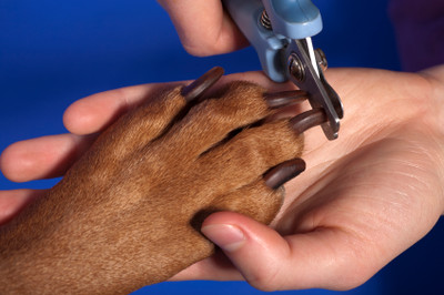 How to Get a Dog Used to Dog Nail Trims