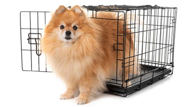 Should You Kennel Train Your Dog?