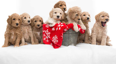 Puppies as Christmas Gifts - What to Think About