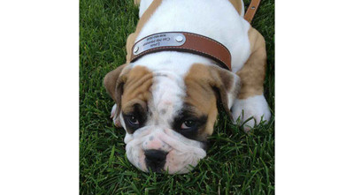 Top 10 Personalized Dog Collars