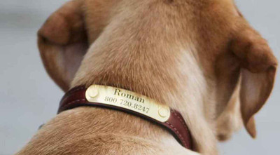 No More Jingling Tags - Silent Dog ID Tag Options