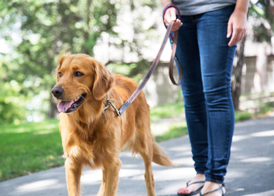 What Are Your Unspoken Rules While Dog Walking?