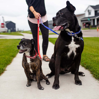 Buy Fall Foliage Dog Leash Online