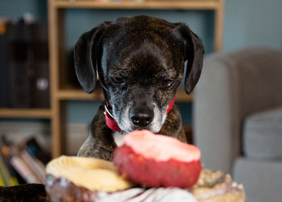 Food to Keep Away from Pets for Their Safety