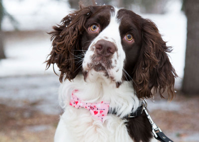 Sharing the Puppy Love this Valentine's Day