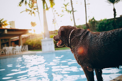 Dog Friendly Public Places to Enjoy with your Pup