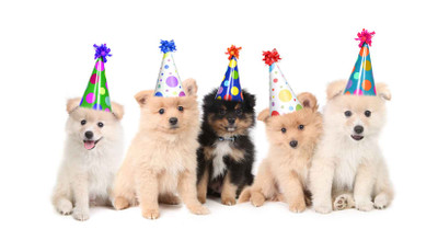 6 Steps to Planning a Perfect Puppy Party