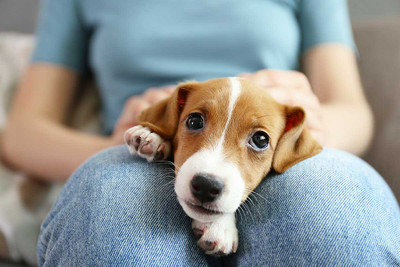 Top Puppy Name Ideas - 11 Categorized Lists