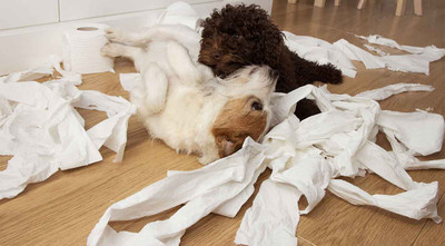 Common Puppy Potty Training Mistakes