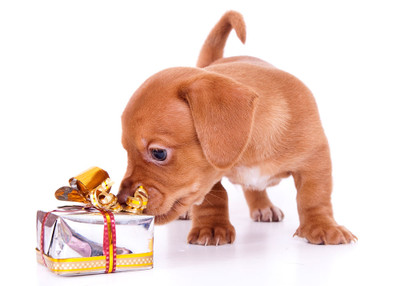 3 Basic Questions to Ask Before Giving A Pet This Christmas