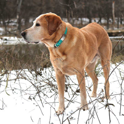 ​Waterproof Dog Collars are Ideal Choices for Outdoor Adventures