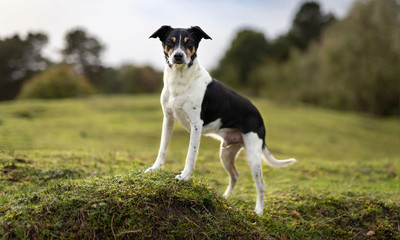 Working Dog Breeds And The Work They Do