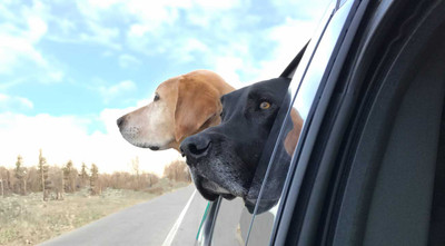 Road Trips with Pets: Ensuring a Safe and Enjoyable Journey