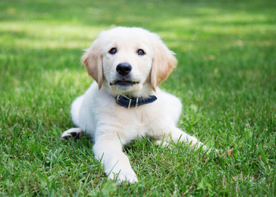 The First Steps to Training your New Dog