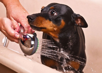 What You Need To Know About Dog Skin Care