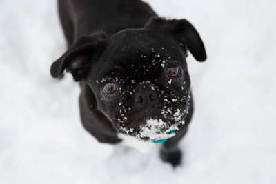 What to Do if you Find a Dog Out in the Cold