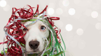 How to Decrease Stress for Dogs During the Holidays