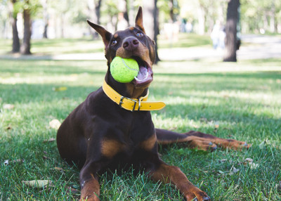 How to Exercise Your Dog When It's Hot Outside - dogIDs