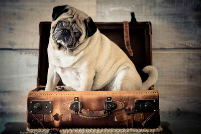 How to Prep Your Dog For Vacation Away From Them?