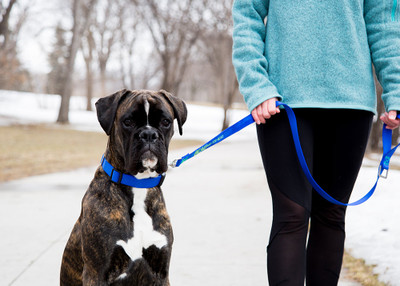 Which Leash is Best for Your Pup?