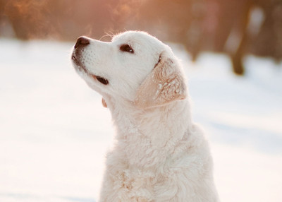 Winter Nose and Paw Care for Your Dog