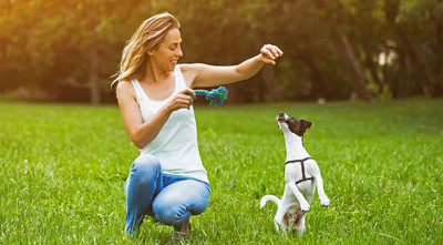 How to Exercise Your Dog When It's Hot Outside - dogIDs