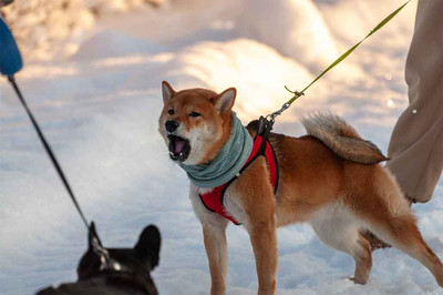 How to Stop a Dog From Barking at Other Dogs