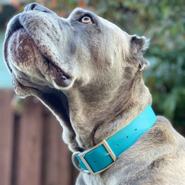 Extra Wide Collar for Big Dogs