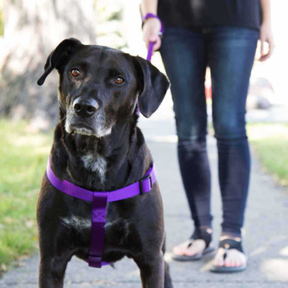 Step-In Dog Harness Purple dogIDs Step-In Dog Harness Purple dogIDs