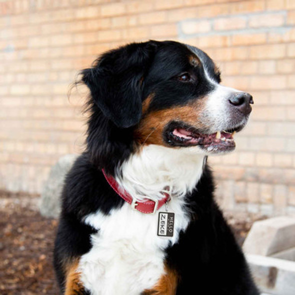 Hello My Name Is Dog Tag On Dog Hello My Name Is Dog Tag On Dog