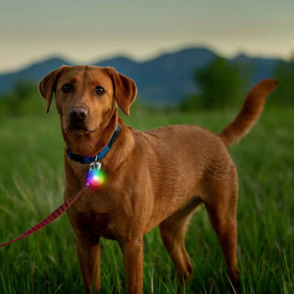 SpotLit Rechargeable LED Clip-on Dog Collar Light On Yellow Lab SpotLit Rechargeable LED Clip-on Dog Collar Light On Yellow Lab