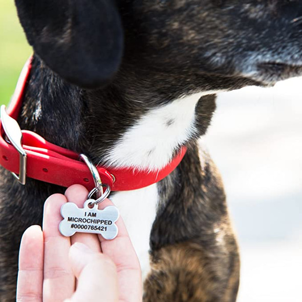 Classic Bone Dog Tag on dog