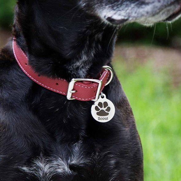 Paw Print Design Dog ID Tag on Dog dogIDs