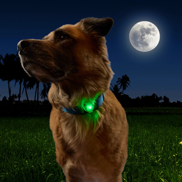 NiteDog Disc-O-Tech Rechargeable LED Slide-On Dog Collar Light Green on Dog