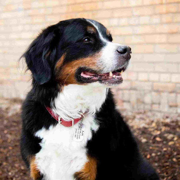 Military Dog ID Tags - On Dog dogIDs