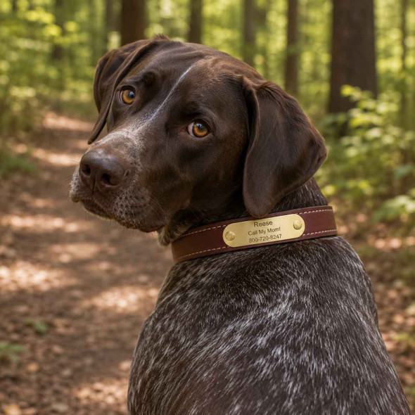 German Shorthaired Pointer Wearing English Bridle Leather Dog Collar with Laser Engraved Solid Brass Name Plate