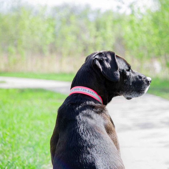 Engraved Reflective Waterproof Soft Grip Dog Collar On Black Labrador