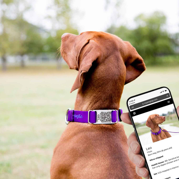 QR Code Nylon ScruffTag Collar on Dog with Phone Scan