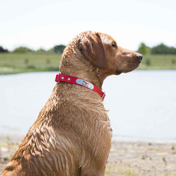 Waterproof Safety Collar with Nameplate Red on Yellow Lab dogIDs