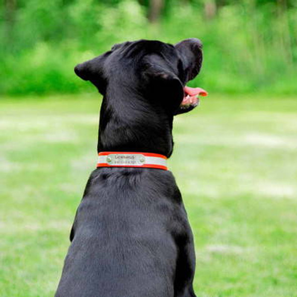 Reflective Waterproof Soft Grip Dog Collar with Nameplate on Dog Reflective Waterproof Soft Grip Dog Collar with Nameplate on Dog