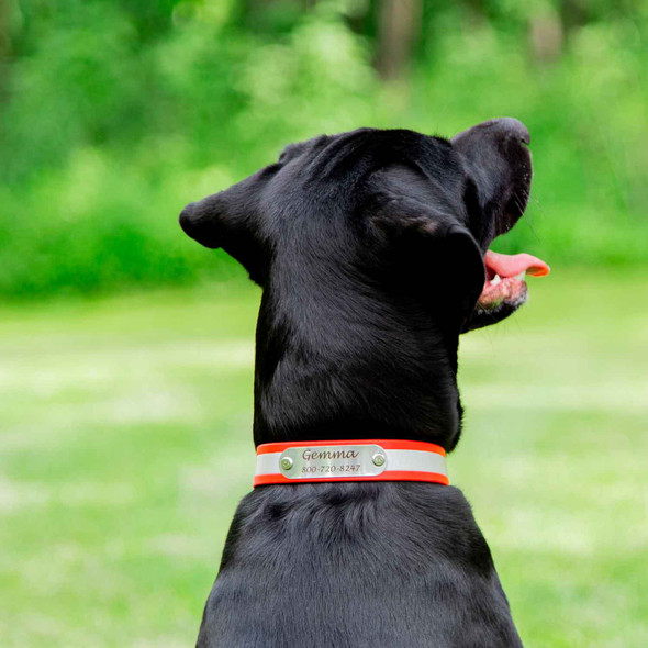 Reflective Waterproof Soft Grip Dog Collar with Nameplate on Black Lab Name Plate View