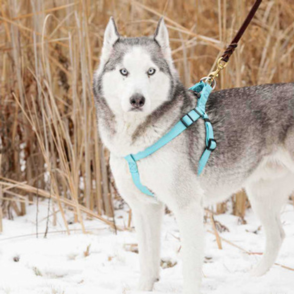 Personalized Buckle Nylon Step-In Dog Harness dogIDs