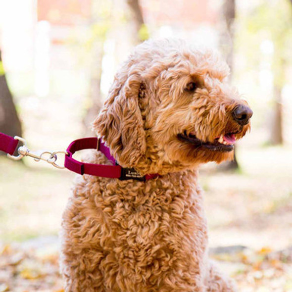 Martingale Dog Collar with Personalized Buckle on Dog