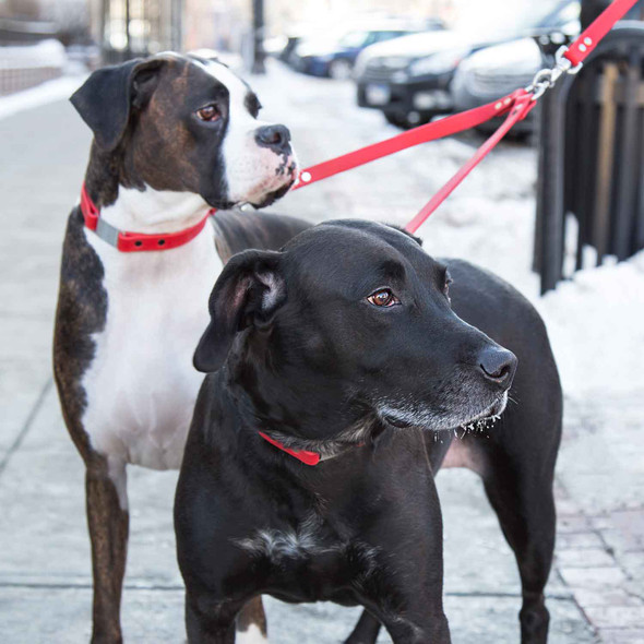 Waterproof Two Dog Coupler on Dogs