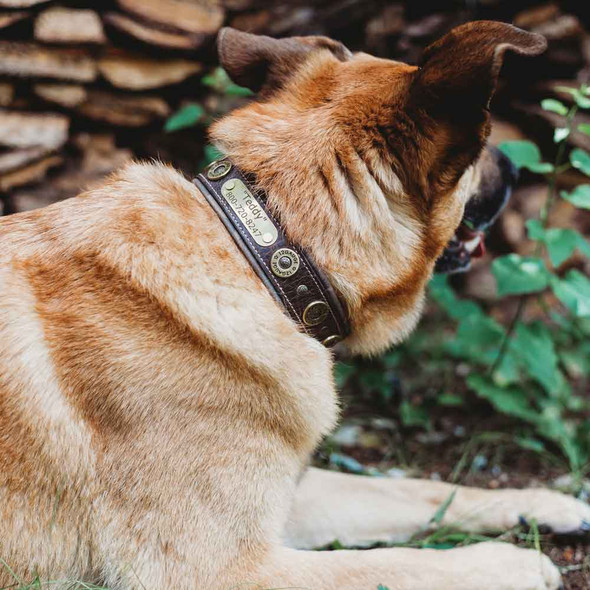 Hornaday Artisan Padded Leather Dog Collar On German Shepherd dogIDs