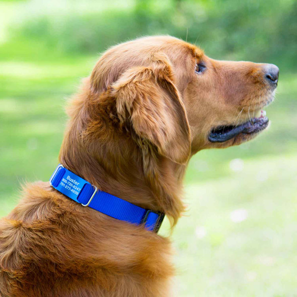 Color Splash ScruffTag Personalized Nylon Dog Collar on Dog